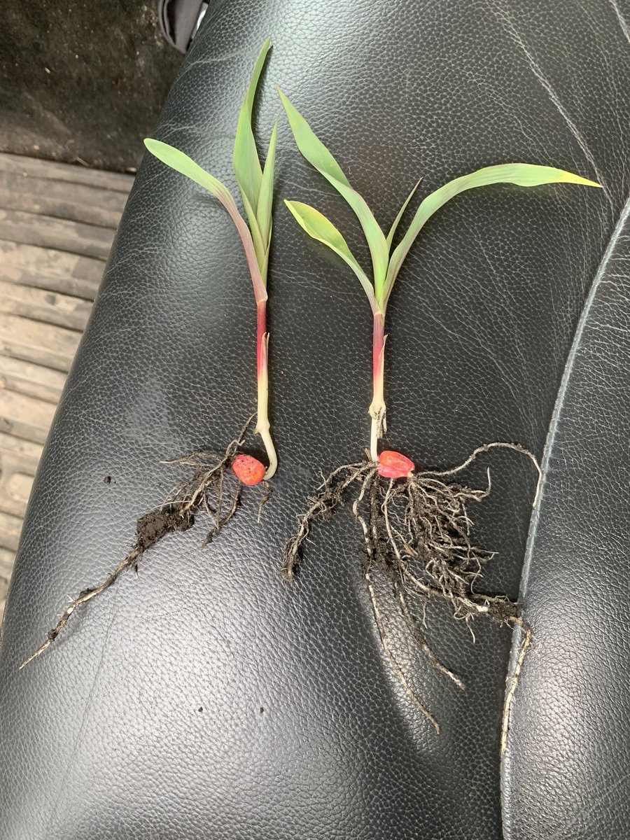 Grover Grain and Seed (@grain_and) on Twitter photo Did a little digging today. Same field of Pioneer corn, P0507AM, only difference is Biocast and Meltdown! <a href="/bw_fusion/">BW Fusion</a> <a href="/PioneerSeeds/">Pioneer Seeds U.S.</a> <a href="/Bkitch1Bodie/">Bodie Kitchel</a> @BiodyneMidwest Did a little digging today. Same field of Pioneer corn, P0507AM, only difference is Biocast and Meltdown! <a href="/bw_fusion/">BW Fusion</a> <a href="/PioneerSeeds/">Pioneer Seeds U.S.</a> <a href="/Bkitch1Bodie/">Bodie Kitchel</a> @BiodyneMidwest