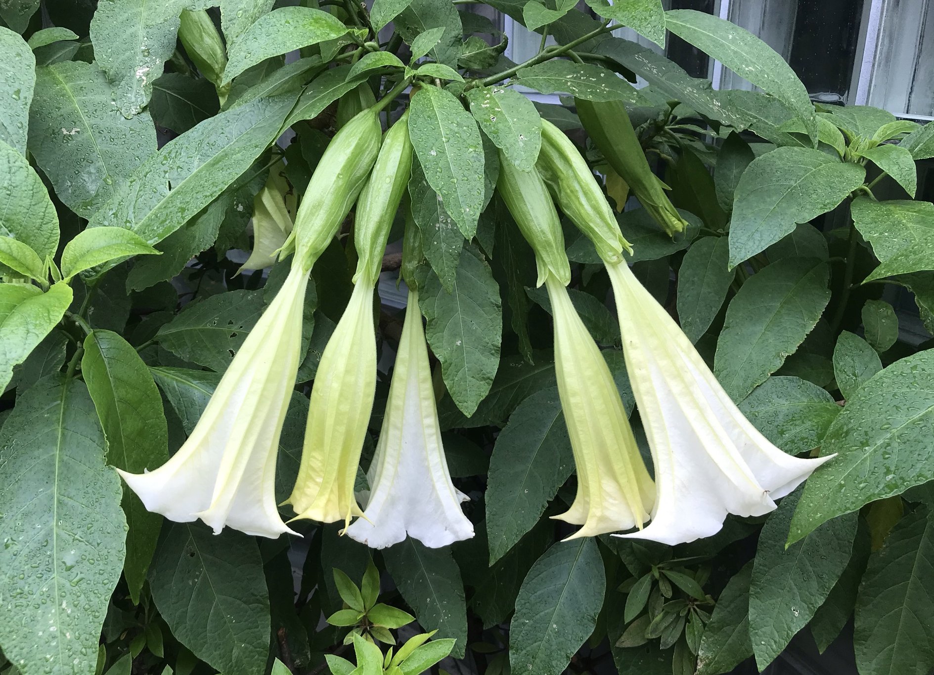 Edo Style Flowers おはようございます きれいに5つ並んでます Angel S Trumpet 5 キダチ チョウセンアサガオ 木立朝鮮朝顔 T Co Tb70j6o7yv Twitter
