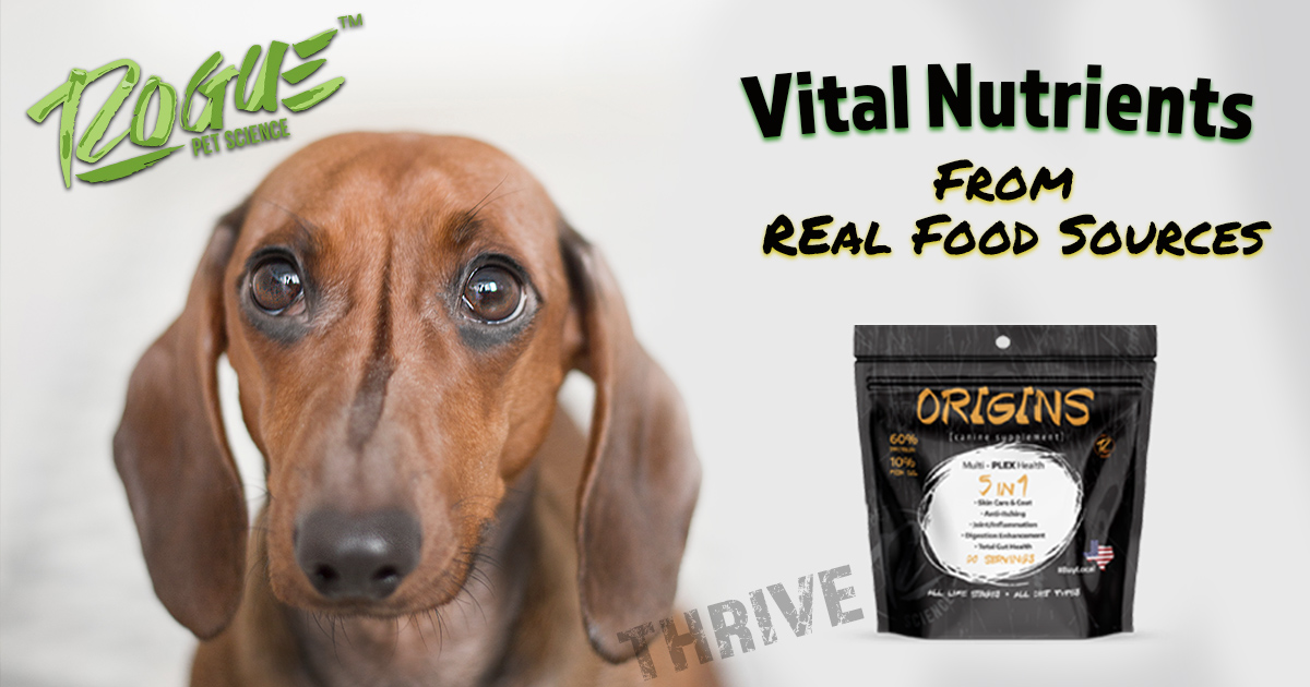RoguePetScience's tweet image. Don't feed your dog CHEAP calories from UNNATURAL food sources. Origins 5in1 contains vital nutrients from REAL food sources.  Read more here: ow.ly/hrGx50EQTBS

#poweredbyrogue #canineguthealth #activenutritionfordogs #naturalpetsupplements #origins5in1