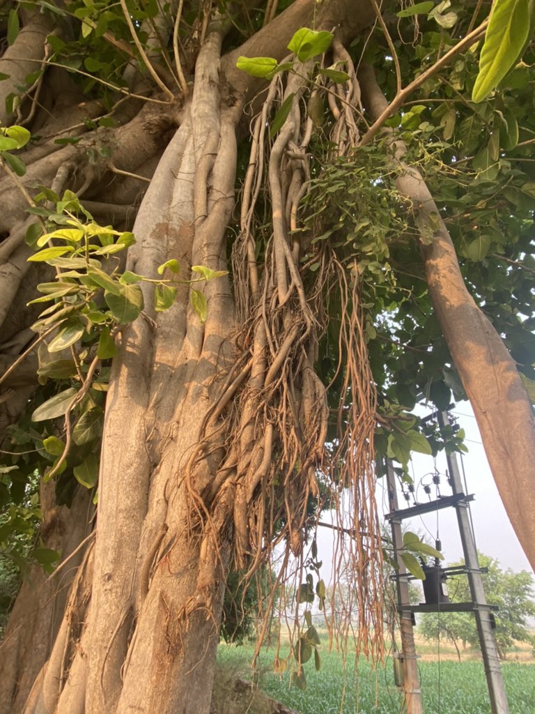 野崎隆人 Cochi Haruka 通りすがりに失礼致します Ggn在住です 写真からficus Benghalensisだと思います インドの国の木です 通称banyan Tree ベンガル菩提樹 Audreyとも 大きなバニヤンは祀られているのをよく見ます ゴムの木の仲間で ガジュマル