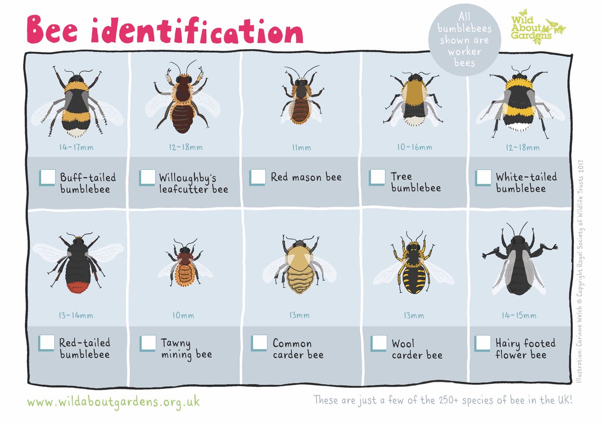 Hurray for #WorldBeeDay!! 🐝💛🖤🐝🐝💛🖤 We have pollinators to thank for every third mouthful we eat! 😋 wildlifetrusts.org/savingbees