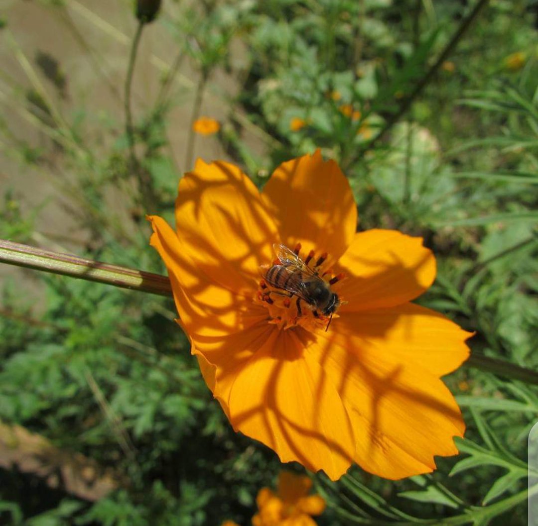 beatrice_wamuyu's tweet photo. Bee happy as you continue planting more plants that feed bees # international day of bees .@FofanaFall @tangus_naomy @Farmoncologist @AfricaInstitut2 @EcologicalOrga1 @JoshuaAijuka1 https://t.co/BzSlIBWqUN