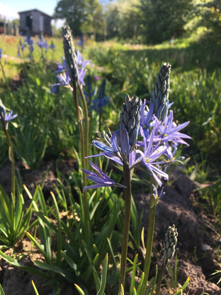 Camassia looking nearly ready. I planted these so late so they are being very obliging!