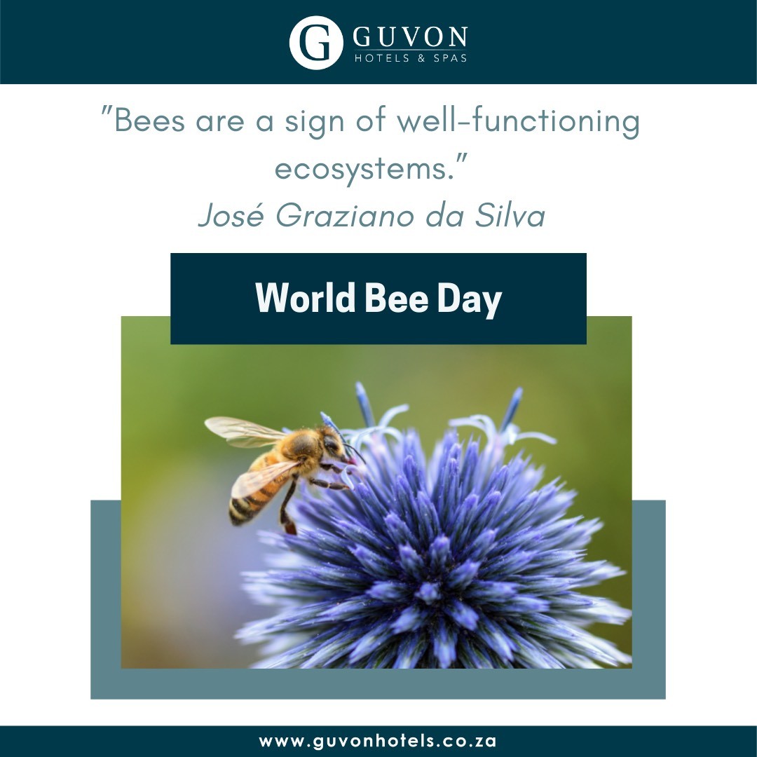 Today is World Bee Day!

The purpose of this international day is to acknowledge the role of bees and other pollinators in the ecosystem.

Find out more here:
worldbeeday.org

#GuvonHotels #WorldBeeDay #SafeTheBees #GuvonHotelsCares