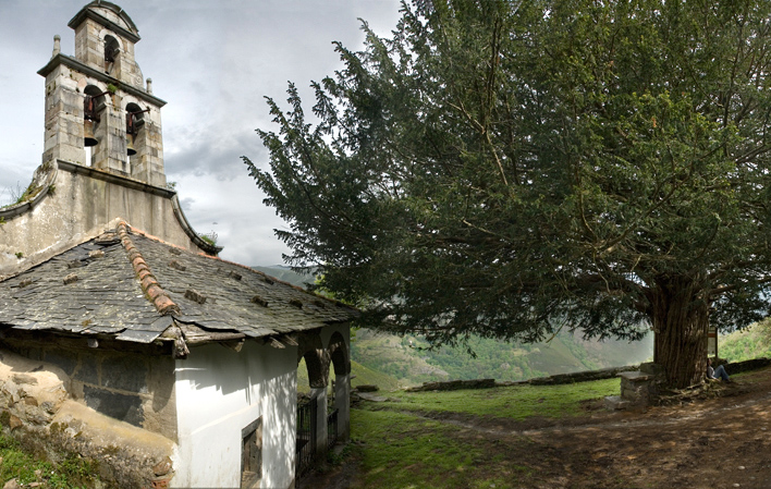 arboles_magicos's tweet photo. El tejo de Santa Coloma, (Taxus baccata) se encuentra en el concejo de Allande, Asturias, junto a la iglesia del siglo XIV. El árbol debió ser objeto de veneración, lo cual llevaría a la Iglesia católica a edificar junto a él. Se cree que puede ser el más longevo de Asturias. https://t.co/sVRxcCz5PM