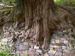 arboles_magicos's tweet photo. El tejo de Santa Coloma, (Taxus baccata) se encuentra en el concejo de Allande, Asturias, junto a la iglesia del siglo XIV. El árbol debió ser objeto de veneración, lo cual llevaría a la Iglesia católica a edificar junto a él. Se cree que puede ser el más longevo de Asturias. https://t.co/sVRxcCz5PM