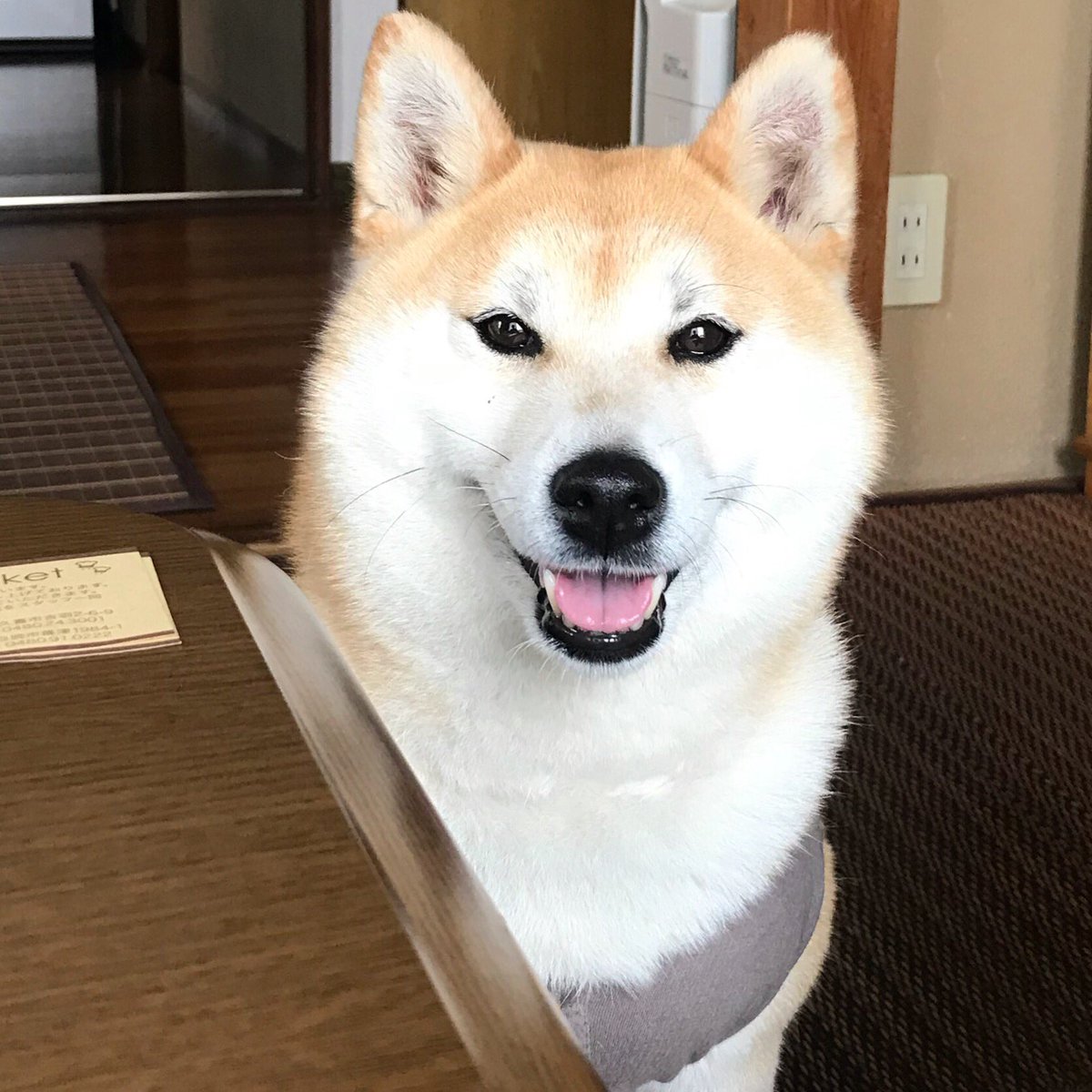 柴犬女の子 柴犬女の子