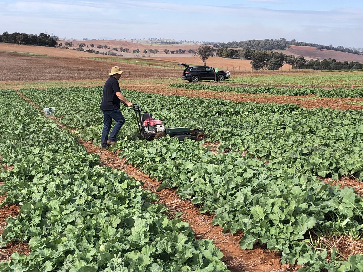 “911 what’s your emergency?” “There’s a mad man with a mower murdering my canola!” <a href="/CaptainCanola/">Justin Kudnig</a> <a href="/AgroJAK/">John Kirkegaard</a> <a href="/PacificSeeds/">Pacific Seeds</a> <a href="/AgMannes/">Anton Mannes</a> <a href="/hurgl1/">Tim Wilmshurst</a> <a href="/dingo_dan001/">Dan McGrath</a> <a href="/Sheepish5/">Steve Lamb</a> <a href="/DavidTabah/">David Tabah ("DT")</a>