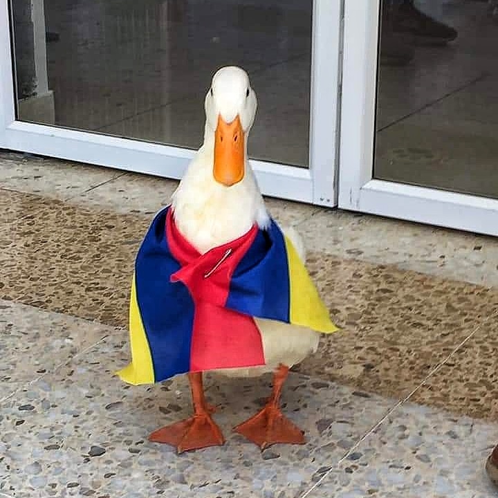 laorejaroja's tweet photo. ¡A parar para avanzar, viva el PATO nacional! #Laorejaroja https://t.co/gLxdbjuSic