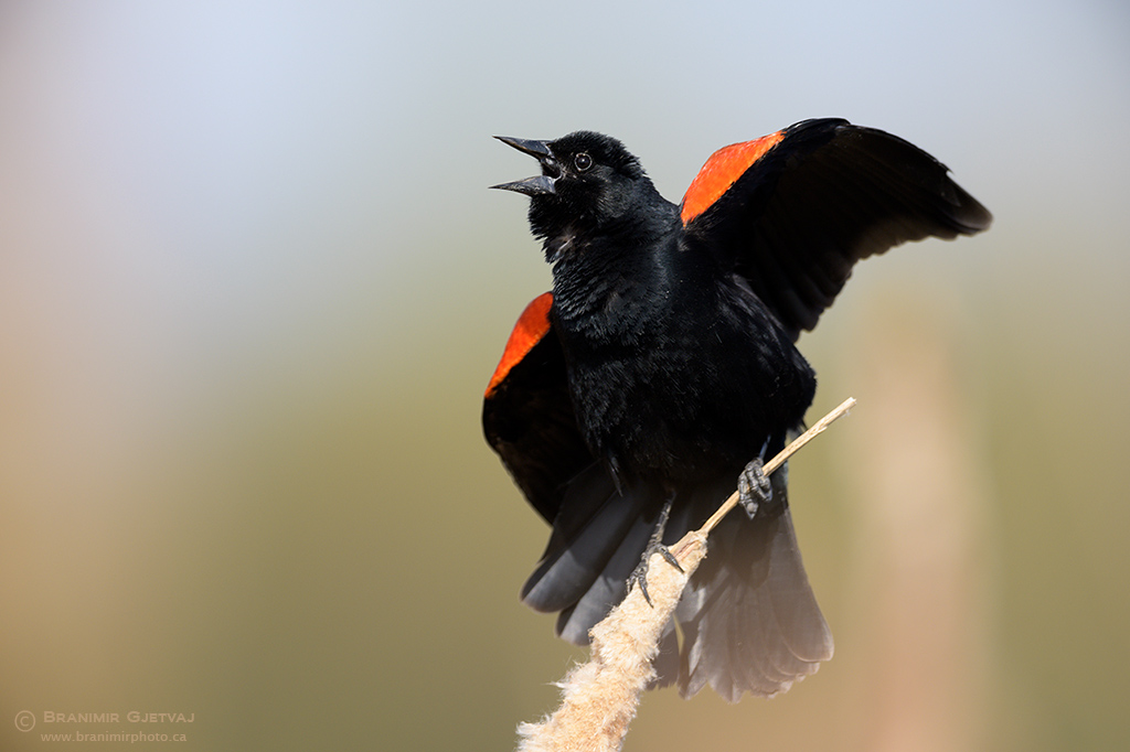 Branimir Gjetvaj tweet media