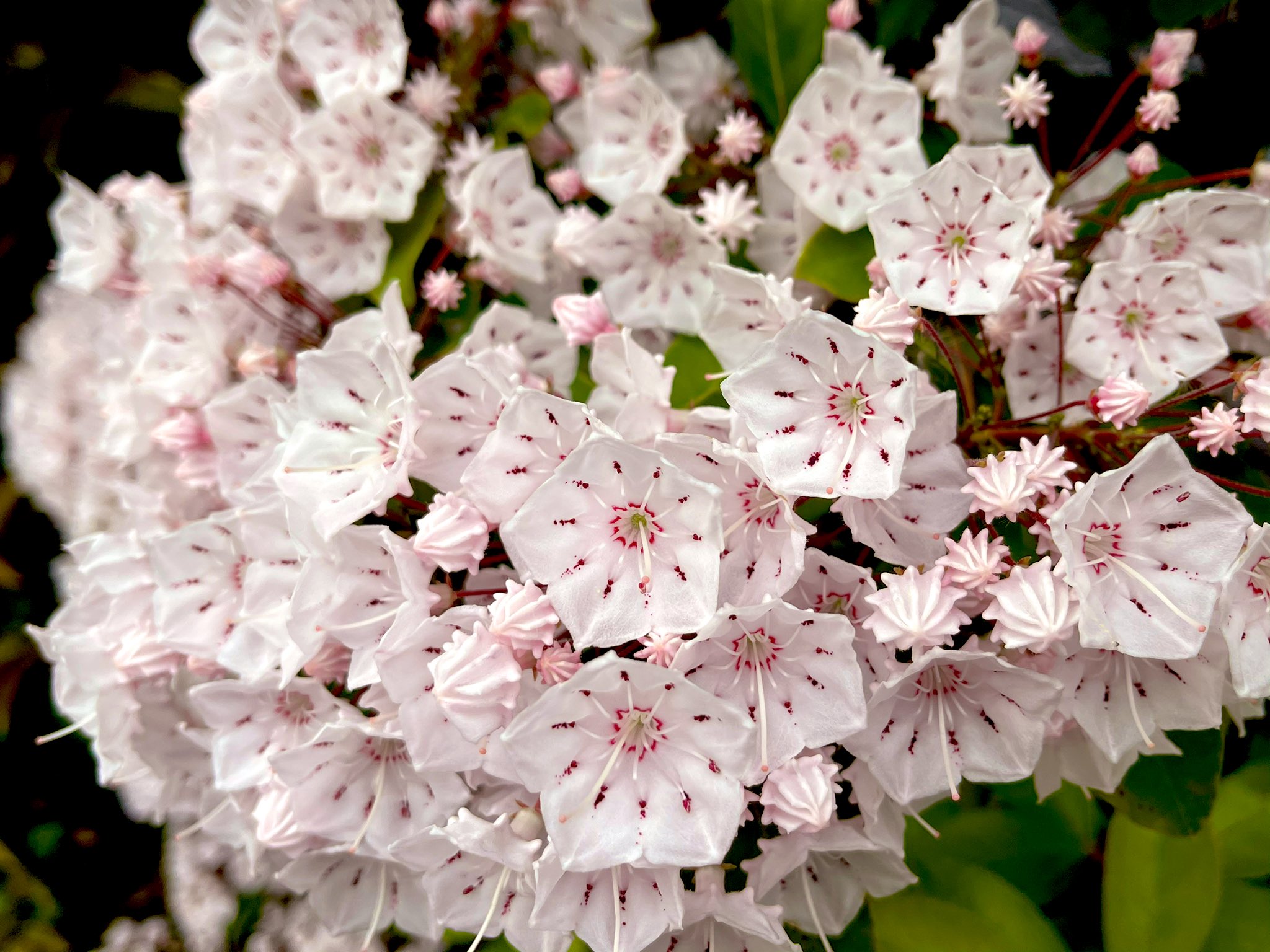 カルミア Twitter Search Twitter