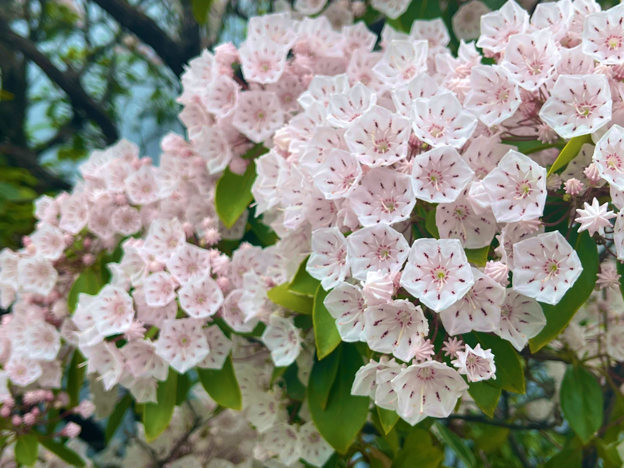 カルミア Twitter Search Twitter