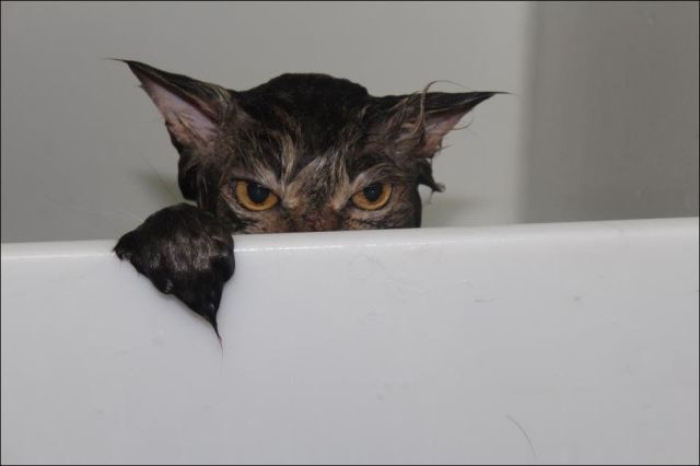 Что говорит уточка. Зря ты так. Мемы про уток. Уточка зря. Зря зря мем с уткой.