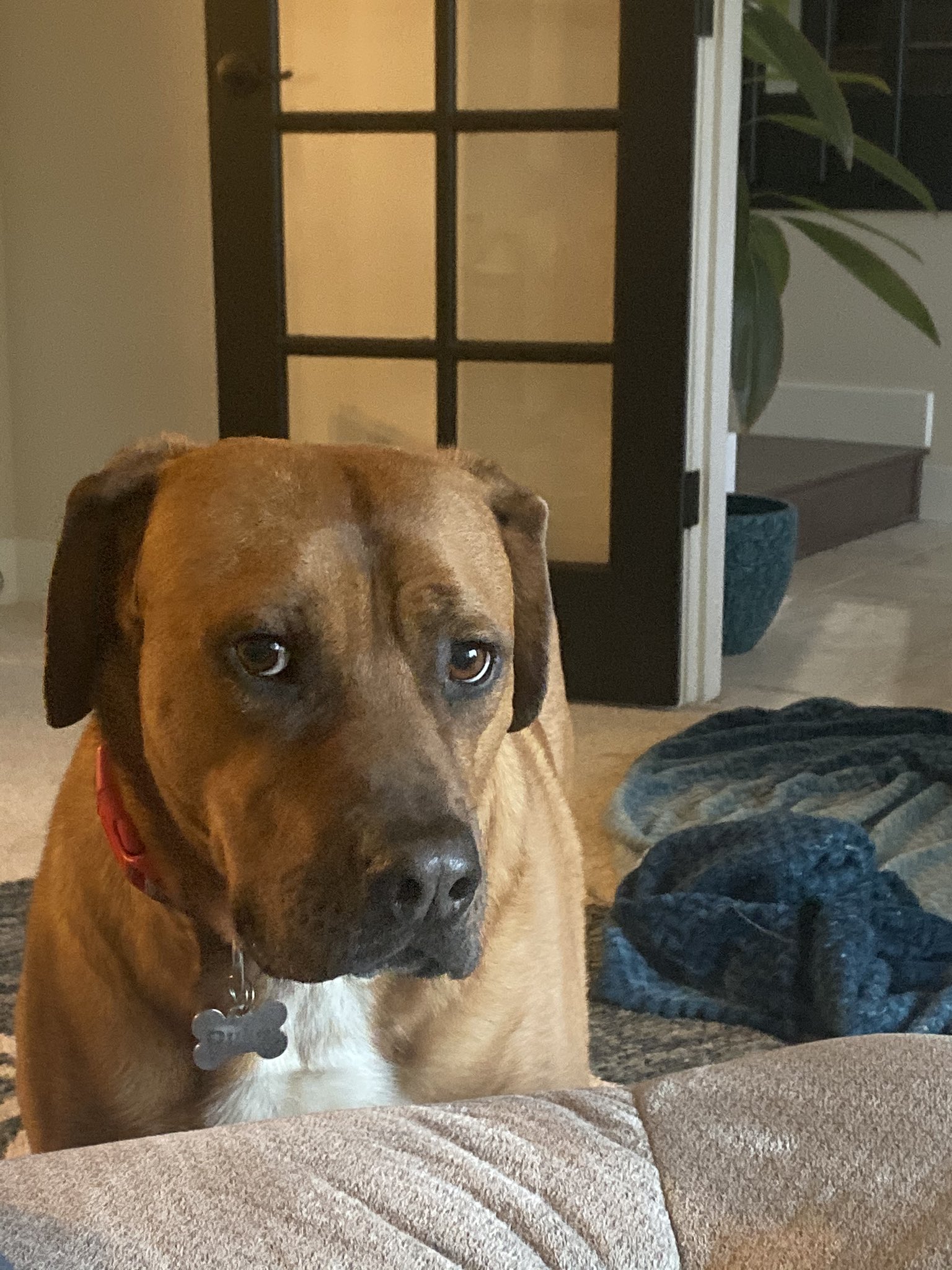 Rhodesian pitbull mix 2025
