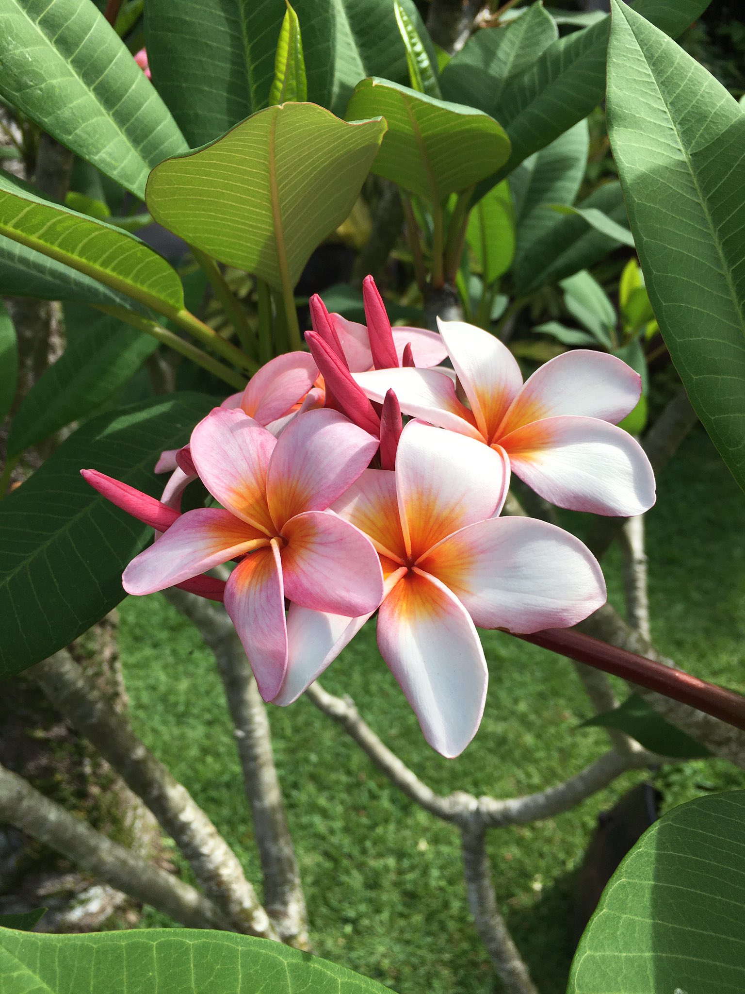 東南植物楽園 ハワイで有名な花が咲き始めました プルメリアです ピンクと白のグラデーションとってもきれいでしょう 良い匂いもするよ プルメリア 綺麗 グラデーション 沖縄 東南植物楽園 T Co 0xeifrywmx Twitter