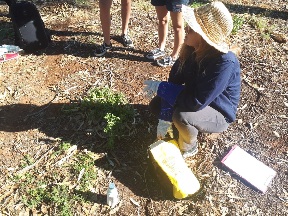micpayne2's tweet photo. @teganknowlesy from @NACC_NRM showing students from Champion Bay SHS how to cut and paste baby boxthorns...carefully! Boxthorns feeling nervous in Chapman River Regional Park today @CityofGG @ChapmanRFriends https://t.co/EnZM0RVnLw