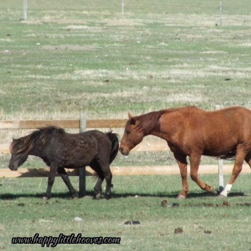 HoovesHappy's tweet photo. Otis is such a special pony. Midge, the horse with him, is blind. Otis took it upon himself to become Midge's eyes. Otis looks after him all the time. #happylittlehooves #otisthepony #midgethehorse #Ponyhour #ponies #shetlandpony #horses #guidepony https://t.co/K006FoggLN