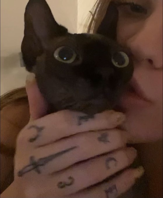 toothlesse