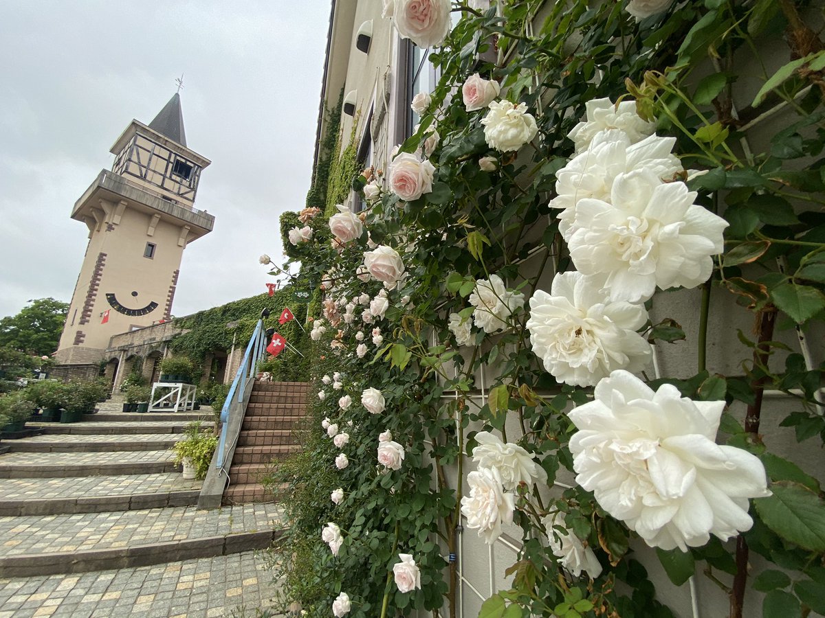 アルプスの少女ハイジ 公式 今日のハイジの村 薔薇が咲き始めて 園内がとても良い香りに 5月下旬にかけて薔薇が咲き誇ります ハイジの村の画像 アルプスの少女ハイジ 公式 今日のハイジの村 薔薇が咲き始めて 園内がとても良い香りに 5月下旬にかけて薔薇が咲き誇ります ハイジの村の画像