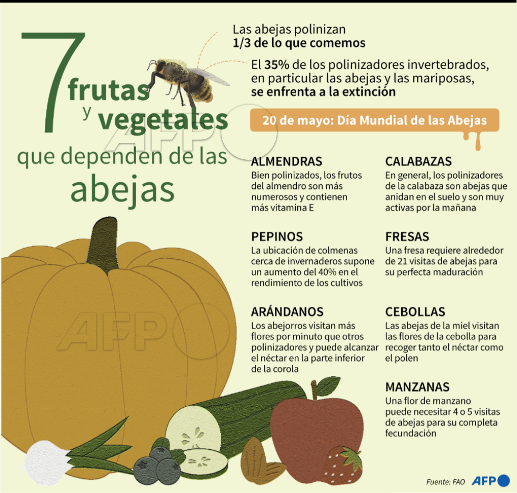 #INFOGRAFÍA Datos e ilustraciones sobre la importancia de las abejas en la polinización de 7 frutas y vegetales, con motivo del Día Mundial de las Abejas, el 20 de mayo #AFP