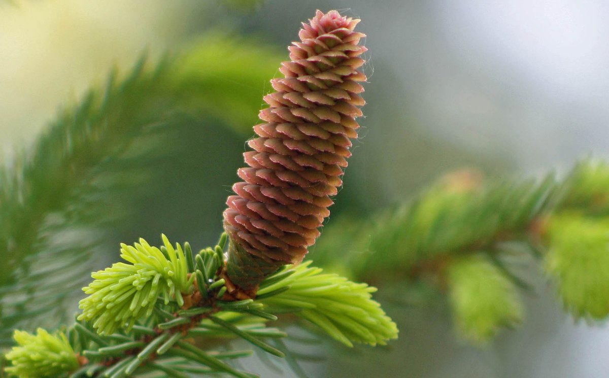 AlienNextDoor's tweet image. Graceful female Norway Spruce cone rises above the soft &apos;froth&apos; of spruce tips in spring... #NorwaySpruce #sprucecones #sprucetrees #spring #photography #NaturePhotography