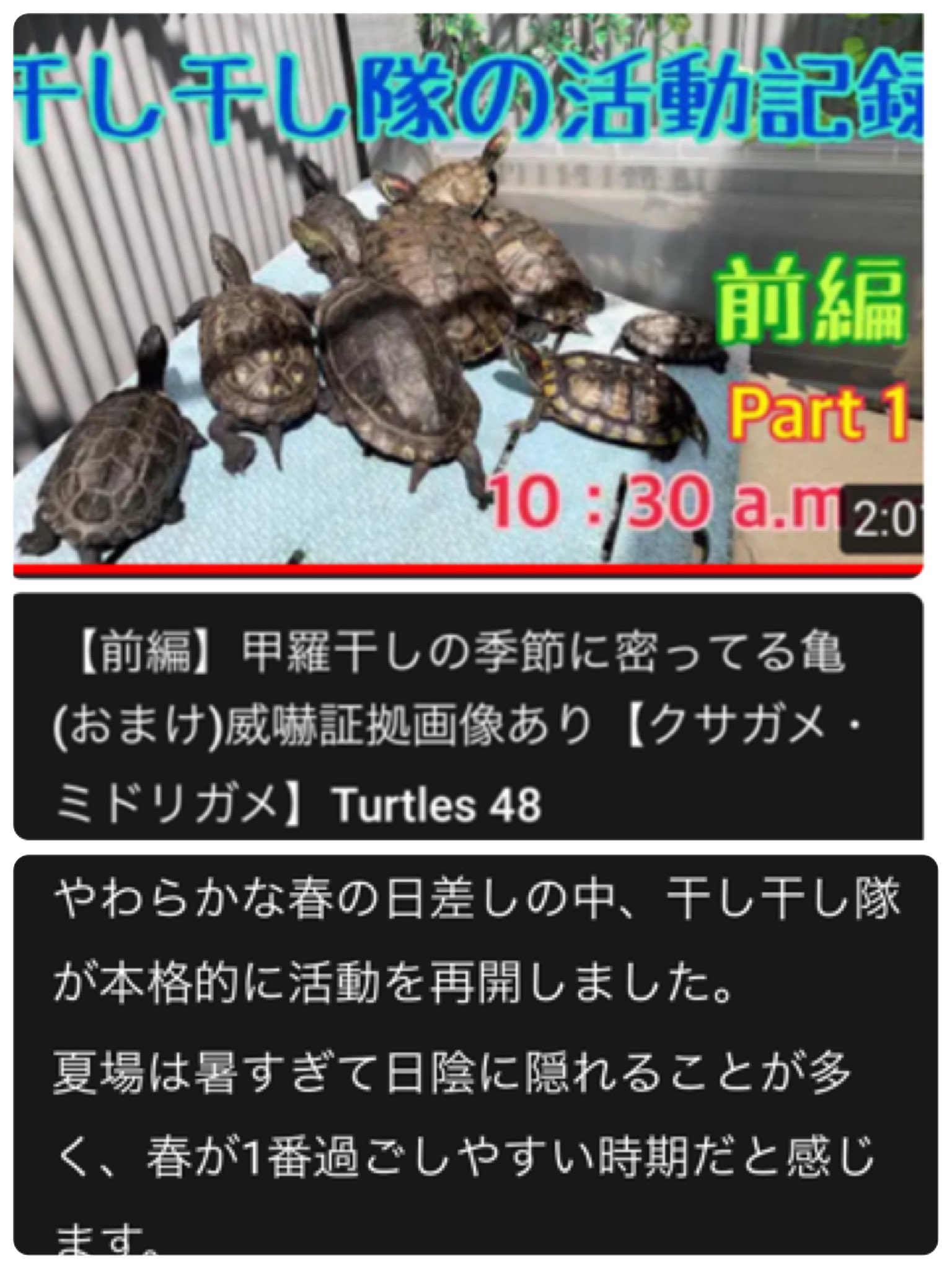 カメ亀かめーず Kame K Kamezu Twitter