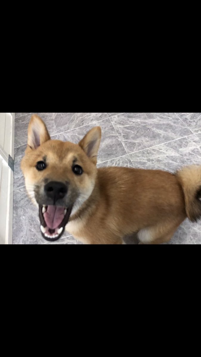Copan 看板犬の紺碧くん今日も元気に出勤です ドッグカフェ ドッグホテル ペットホテル Pethotel 東京 東中野 中野 Copan お預かり 一時預かり お泊り 看板犬 Copan 看板犬の紺碧くん今日も元気に出勤です ドッグカフェ ドッグホテル ペットホテル Pethotel 東京 東中野 中野 Copan お預かり 一時預かり お泊り 看板犬