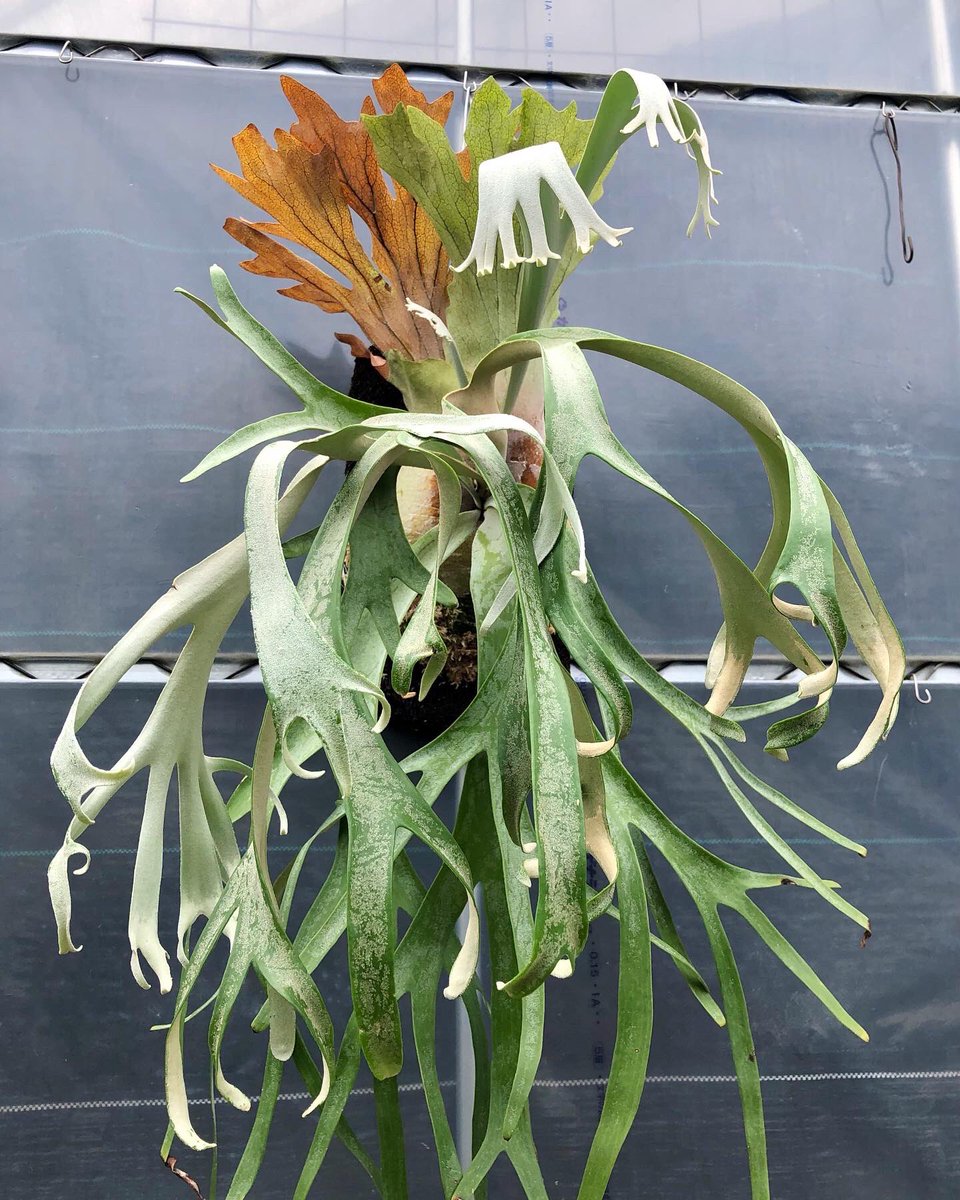 P. willinckii Indonesia Mr. Tin