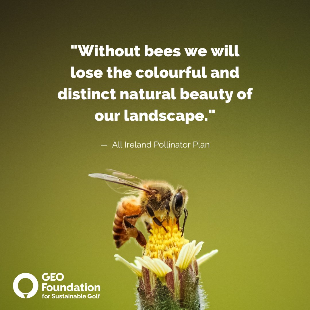 sustainablegolf's tweet image. It's #WorldBeeDay! 🐝 

There's so much the golf community can do to help these vital creatures flourish in the wild and to prevent loss of habitat. 

It's time to #BeeTheChange #ForSustainableGolf