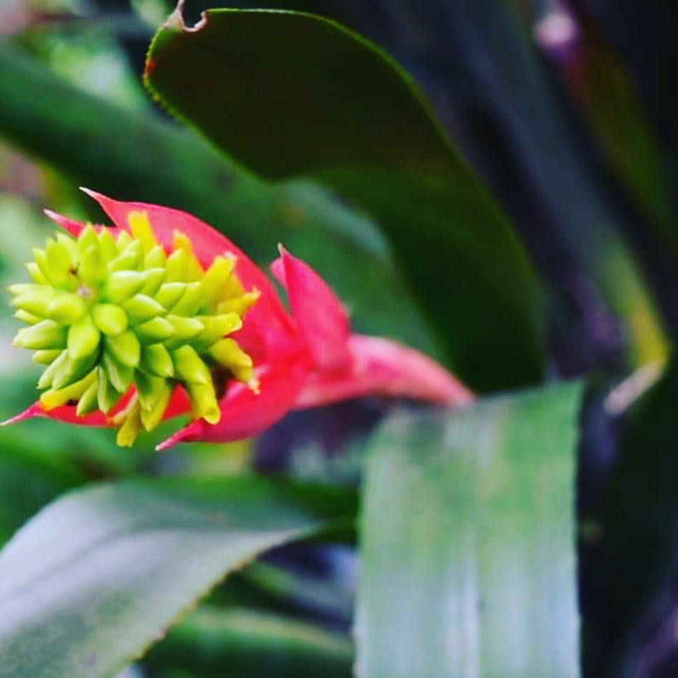 jardinUSAC's tweet photo. La belleza del Jardín Botánico 🥰🥰🌿🌱🍂🍃 https://t.co/z0UbG4roLV