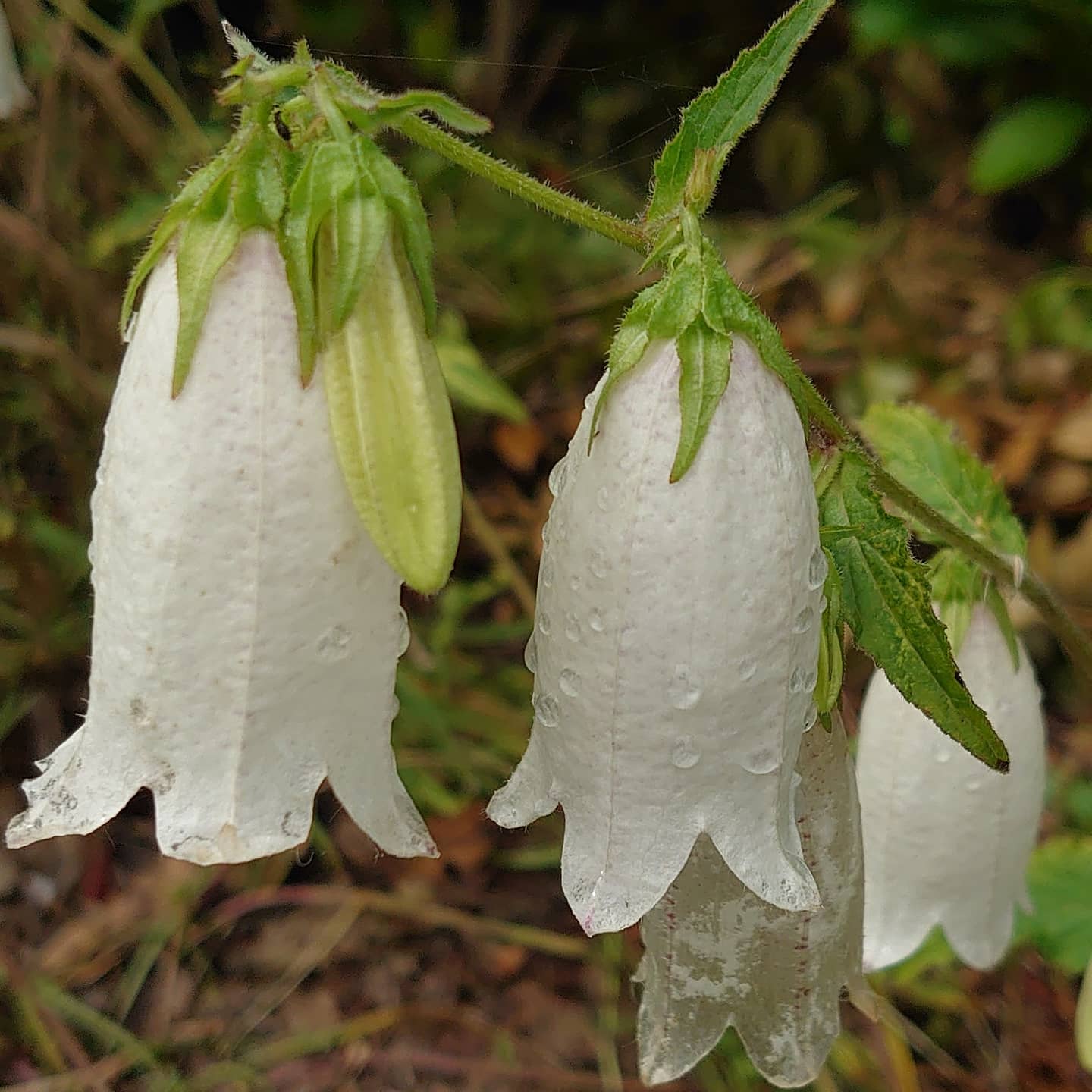 道人 今朝のウォーキング途中で 白のホタルブクロ 釣鐘型の花がかわいい 自然 花 花好きな人と繋がりたい 初夏の花 蛍袋 ホタルブクロ 提灯花 チョウチンバナ 釣鐘草 ツリガネソウ 雨降花 アメフリバナ かわいい 白い花 道端で