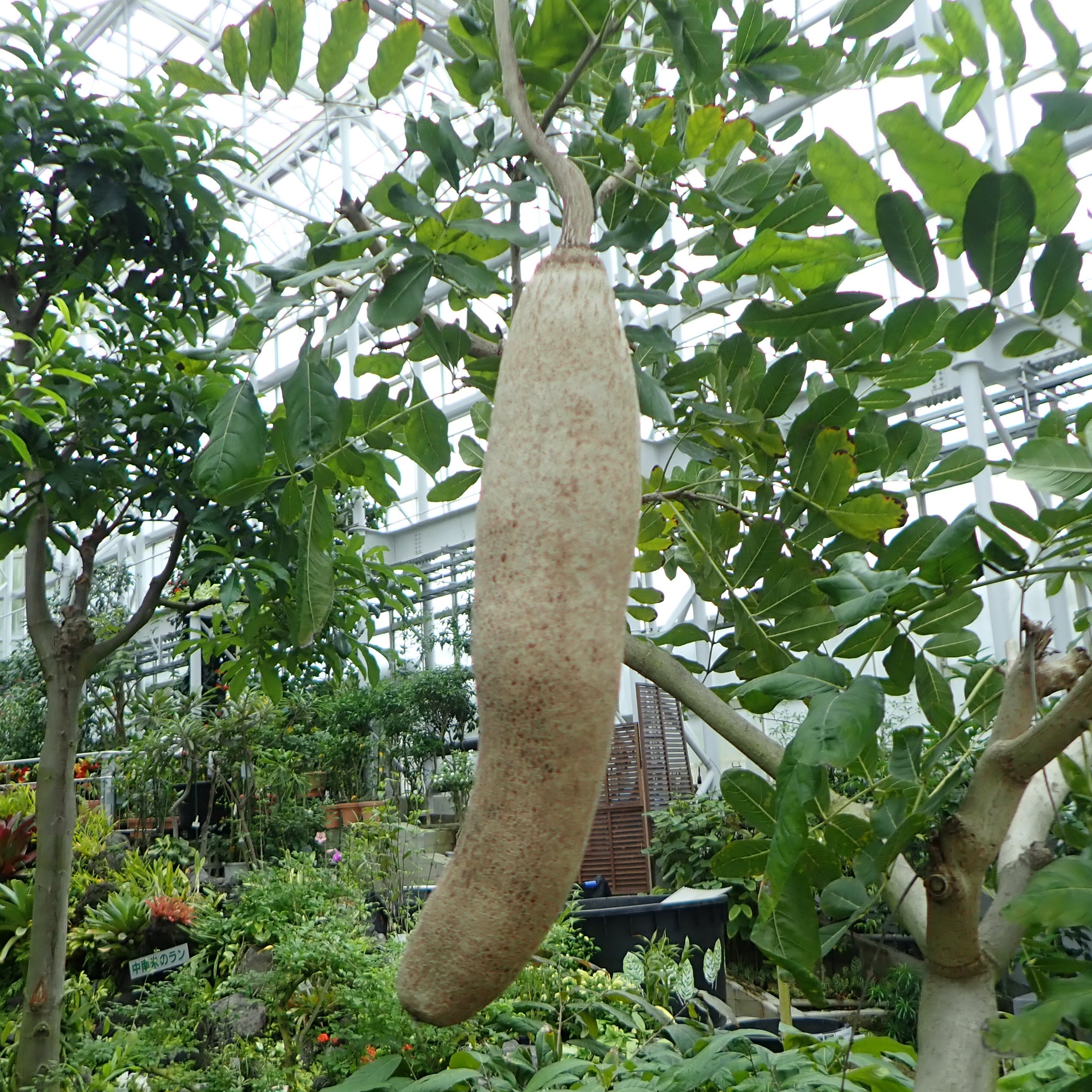 広島市植物公園 大温室内に長細い果実がぶら下がった木があり その果実の見た目からソーセージノキというそのままの名前が付いています 右の実は古くなりしぼんでいます アフリカ原産の植物で果実には毒がありますが 加工して薬や化粧品として利用