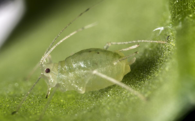 With #GPA numbers rising, Long term strategies need consideration to manage resistance. Integrating selective chemical controls such as Transform* insecticide with practical cultural and biological controls will provide effective control while having low impact on Beneficial's