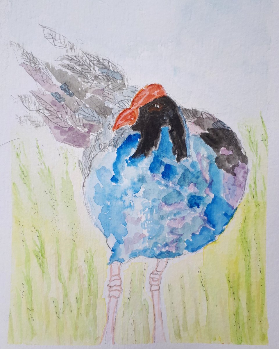 leftofwrite's tweet image. Thinking back to a happy time and place, when we were greeted by an adorable gawky of pukekos, after a long and arduous climb up the Shakespear Park hill in #NewZealand. Here's a #watercolor + pencil #Pukeko, for old times' sake!