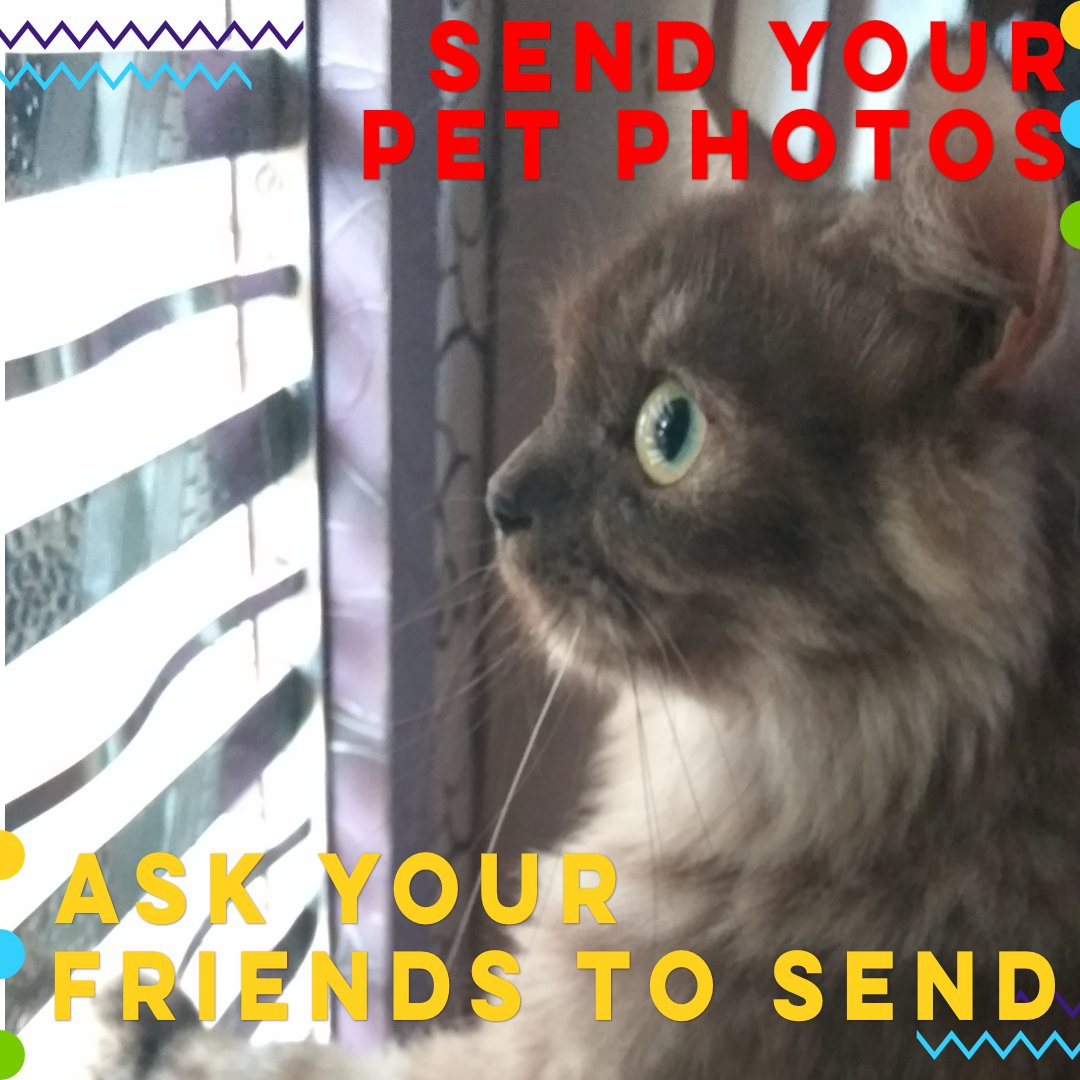 SimpleQueers's tweet photo. Meet our #founders #furryfriends. Meet Zoii. During the day you can find her napping in weird positions and places. Also staring and scaring pigeons from the meshed window.

#CatsOfTwitter #CatsOnTwitter #catstagram #LGBTQIA #LGBT #LGBTQ #LGBTIQ https://t.co/iZdVOH8NNX