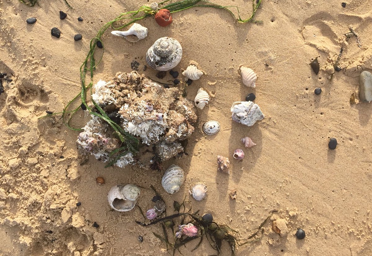 badenser2's tweet image. Just a reminder that Sandon Point is a mitten. A place of great significance to the Wadi Wadi people. We can only be respectful visitors.