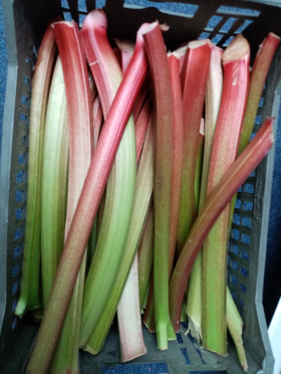 #EnglishHispiCabbage #greencabbage #BelgianStrawberries #yummy #delicious #Englishrhubarb #outdoor #Freshveg #Freshfruit #YourGreengrocer #shoplocal #Stalybridge #cheshire #Tameside