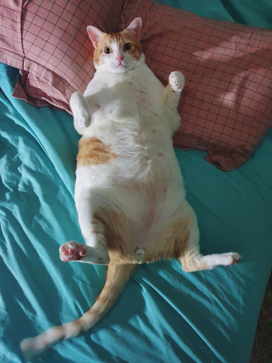 Been on socmed hiatus for almost a month, so lemme catch up with some Usui posts 🥰

#puspin #rescuedkitten #catsofinstagram #neko  #usui_chan #usuithecat #kitten #cats #catsoftwitter #tiktokpets #catsoftiktok