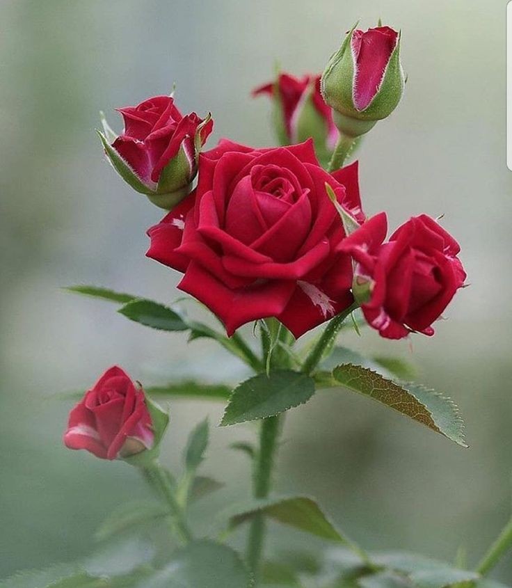 amuljoshi27's tweet photo. @Cate_English #RoseWednesday #Rose God bless you 🙏. https://t.co/KfnH1gWpzo