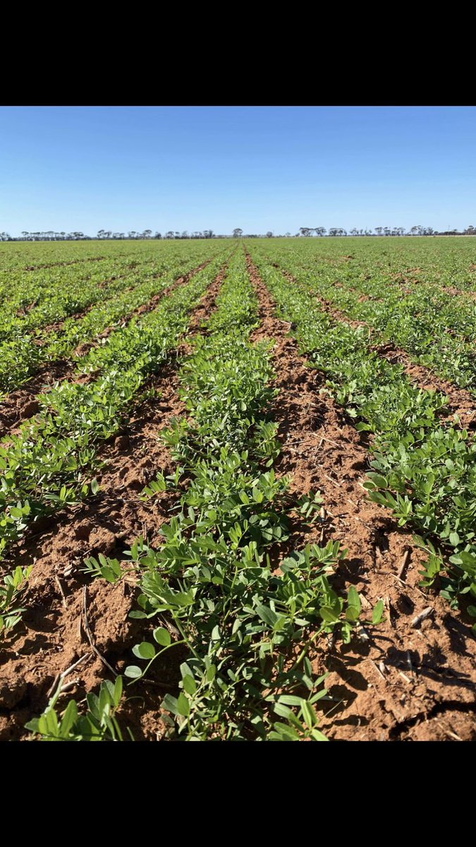 Clint Butler tweet media