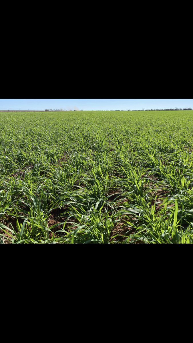 Clint Butler tweet media