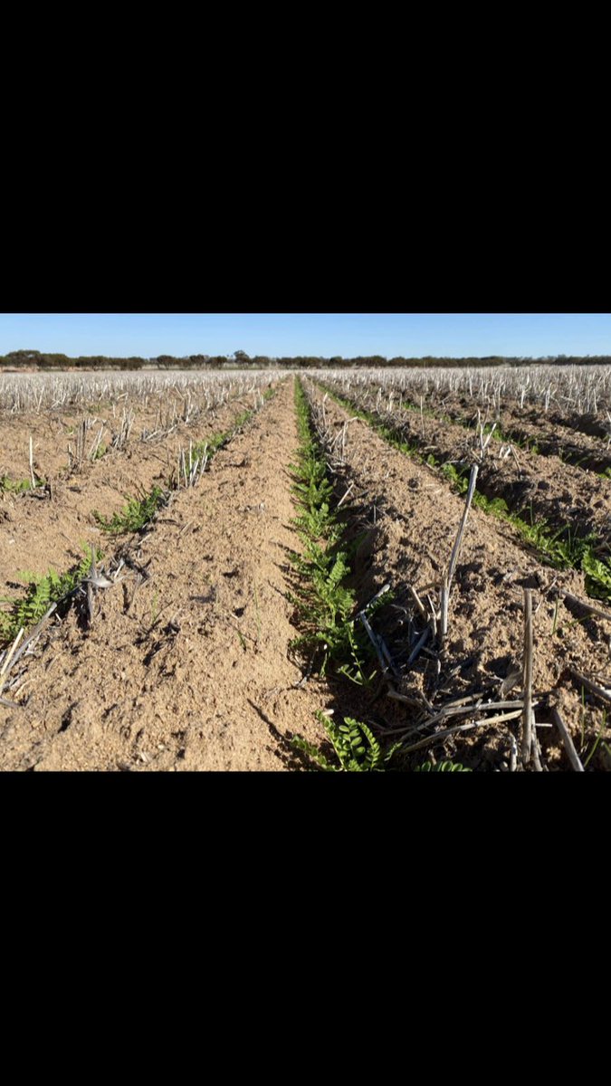 Clint Butler tweet media