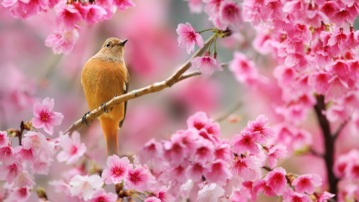 Sigfrido1014's tweet photo. Since ancient times, the Japanese have celebrated the arrival of cherry blossoms because they symbolize the beauty of life.
Cherry Blossom 
JAPAN 🎌

#reflections #nature #spring 
#cherryblossom #landscape 
#naturelover #animallover #birds  
#Japan 🇯🇵 https://t.co/WtHe1XNZnU