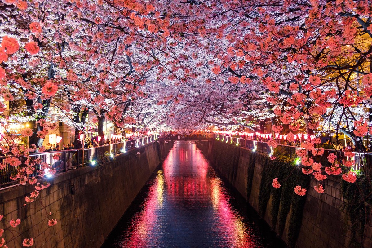 Sigfrido1014's tweet photo. Since ancient times, the Japanese have celebrated the arrival of cherry blossoms because they symbolize the beauty of life.
Cherry Blossom 
JAPAN 🎌

#reflections #nature #spring 
#cherryblossom #landscape 
#naturelover #animallover #birds  
#Japan 🇯🇵 https://t.co/WtHe1XNZnU