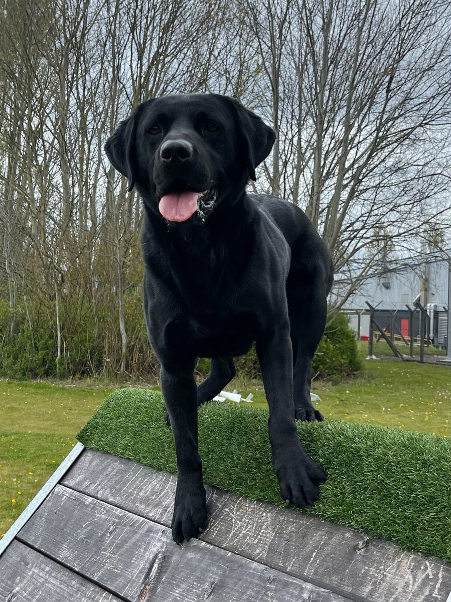 ChNWPoliceDogs's tweet photo. Nice work by PD Buddy and handler overnight! They stopped a vehicle in Wilmslow after reports the driver may be under the influence of drugs.
Driver failed a drugs wipe and Buddy searched the vehicle locating drugs hidden under the front passenger seat!
#PDBuddy #1InTheCells https://t.co/risszXgzGb