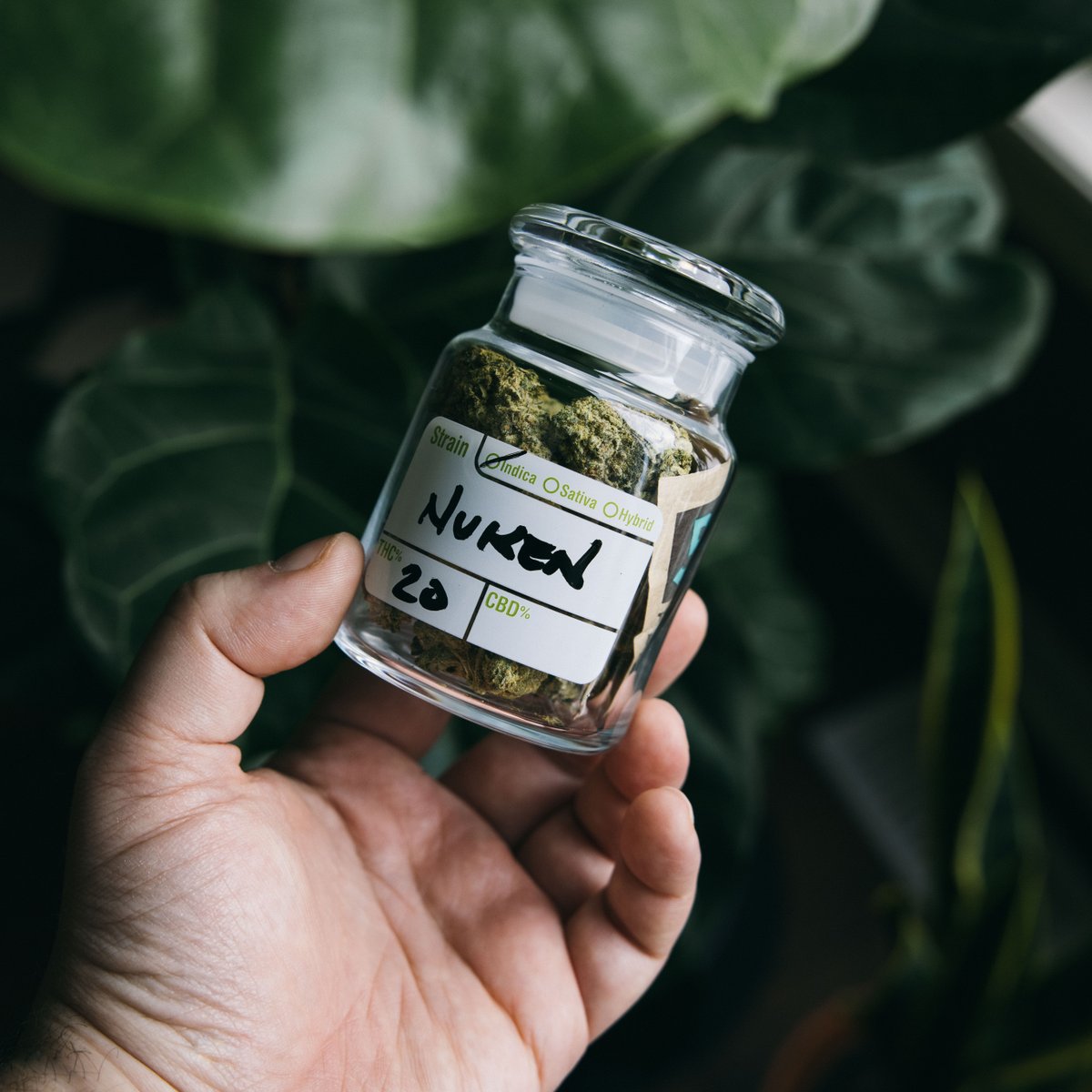 BovedaCannabis's tweet image. Even in an airtight jar, your terpenes are evaporating quicker than you may think! But with a Boveda #TerpShield more of your terps stay on the trichomes, rather than in the air. 💨