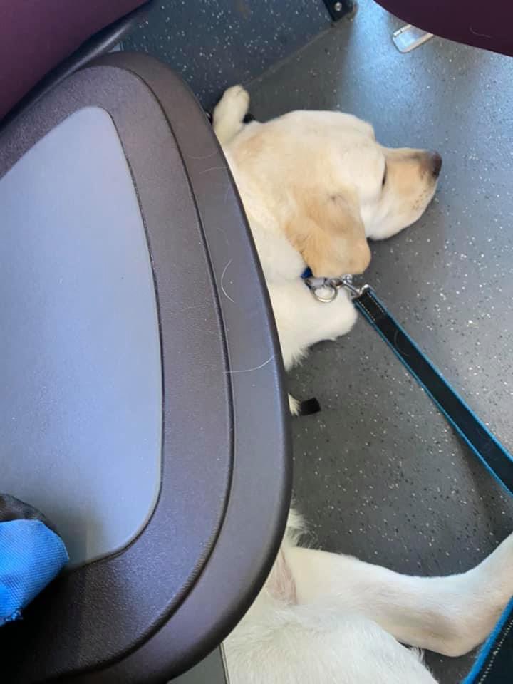 DeafinitelyDogs's tweet photo. SDiT Toksi doing an “under” on the city bus. 

It’s important for service dogs to learn how to be out of the path of others unless they’re performing a task for their person. 🐾 Great job! https://t.co/goTV0aYnBE