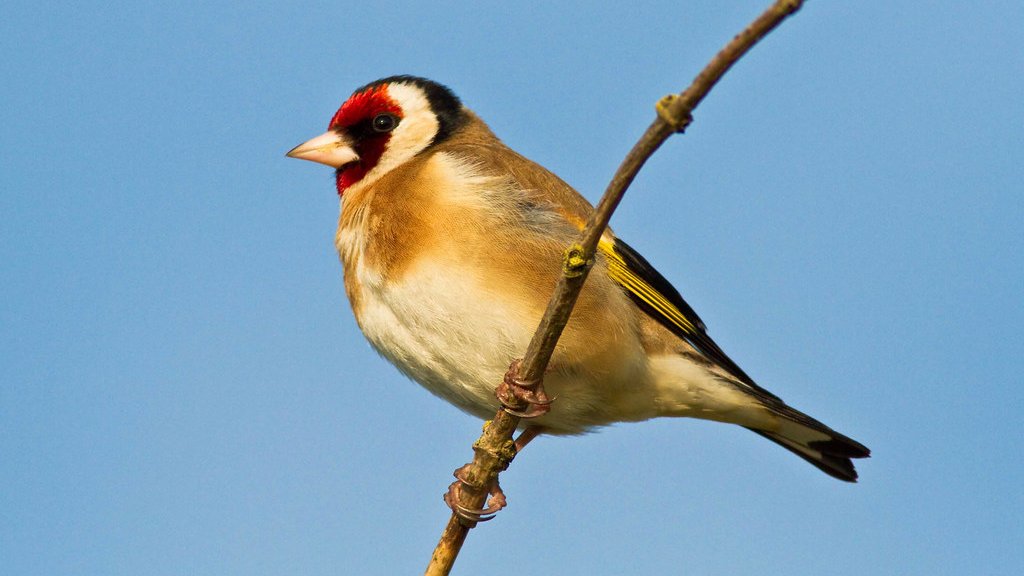 Just published: the role of mountain ranges in shaping population-associated routes of migration: a case study of European Goldfinches in the Pyrenees. (Arizaga et al. 2021) - bioone.org/journals/ardea…
(photo: naturalengland cc)