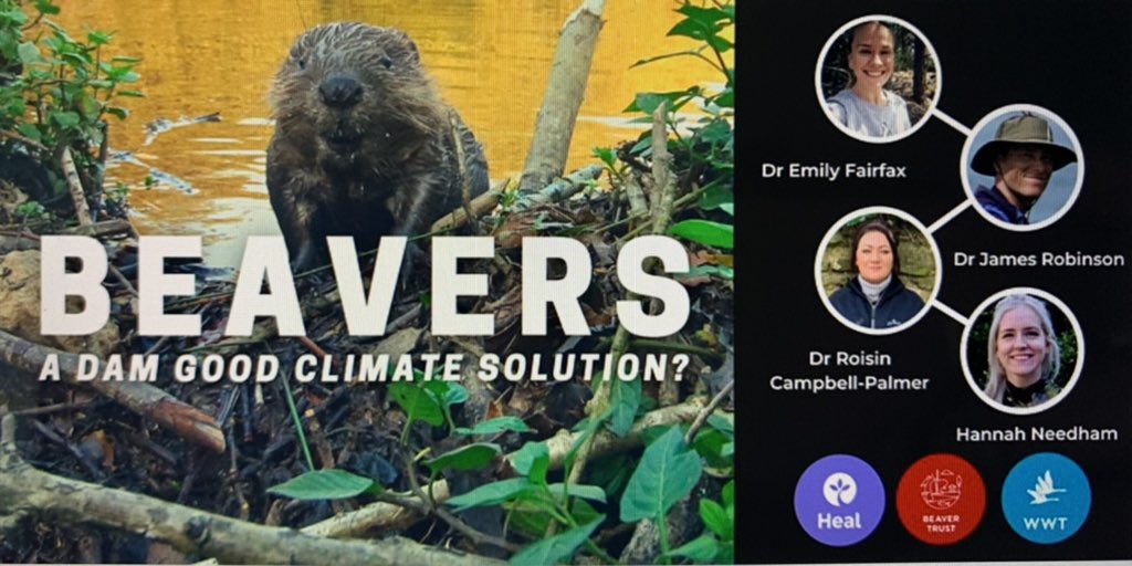 michaelmas79's tweet image. What a fascinating webinar tonight about Beavers &amp;amp; their uses for wetland restoration, carbon storage, groundwater storage, flood risk.
@BeaverTrust @HealRewilding @jamesthetyke @EmilyFairfax @rcampbellpalmer @sophiepavs #WorldEnvironmentDay #Beavers #BringBackBeavers