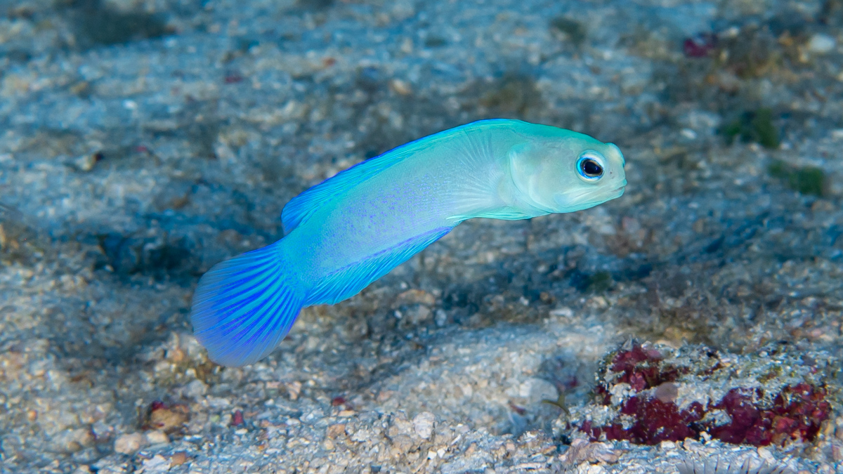 CoralReefFish's tweet photo. Jawfishes are always a challenge to photograph for me. When you try to get close, they retreat into their holes, but here is a photo I am happy with. This is a yet-to-be-named species of the genus Opistognathus from Fernando de Noronha, Brazil, good looking fish. #ichthyology https://t.co/KHLQGmwlxY